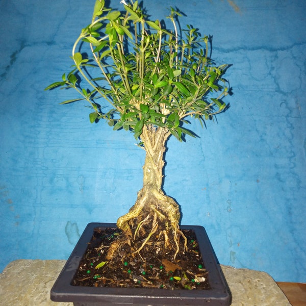 Serissa exposed root Bonsai