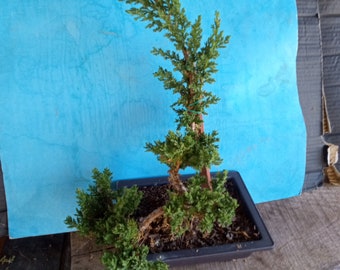 Procumbens Nana Juniper bonsai