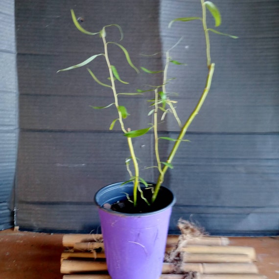 Corkscrew Willow Bonsai Start Ships to USA Addresses Only Etsy