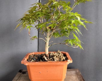 Japanese maple bonsai