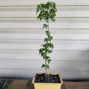 May include: A small bonsai tree with green leaves and a slender trunk. The tree is planted in a yellow rectangular pot, sitting on a wooden stand. The background is a light-colored wall.