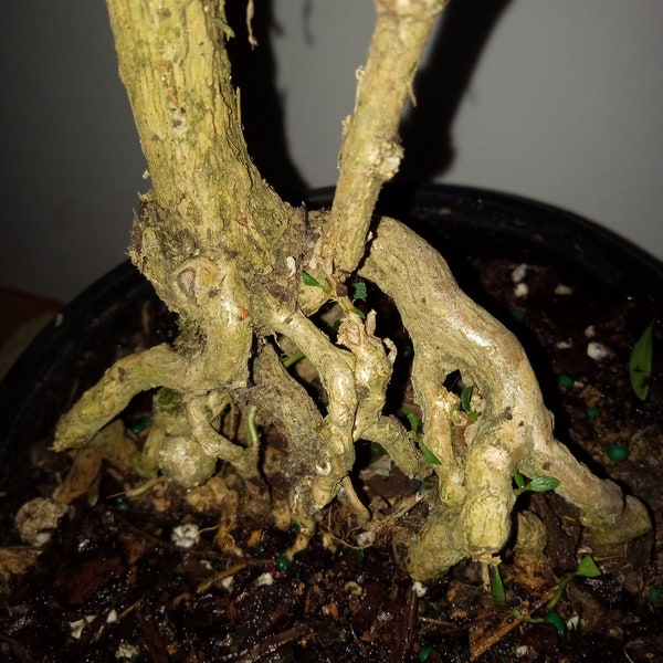 Serissa exposed root bonsai