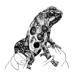 Frog Art Print