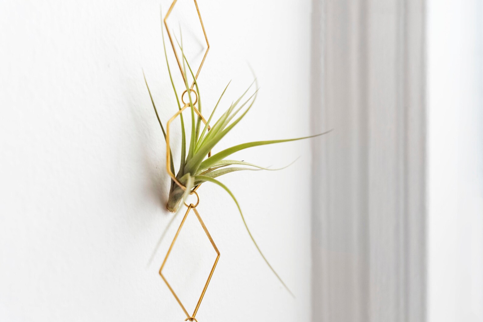 4x Luftpflanzen Halter Schwarz - Metall Ringe 150mm, Mit S-Haken