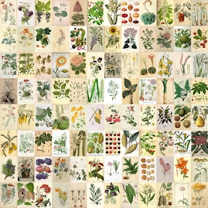140 PCS Vintage Botanic Wall Collage Kit | Retro Aesthetic Photo Collage Prints | Chic Botanical Plants Room Decor | Dorm Wall Art | DIGITAL
