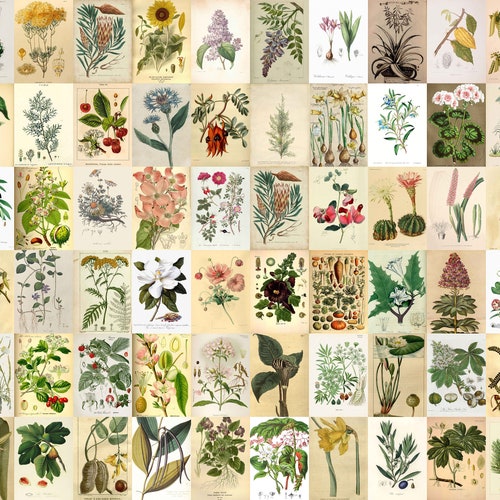 Vintage Botanical Posters Wall Collage Kit Vintage - Etsy
