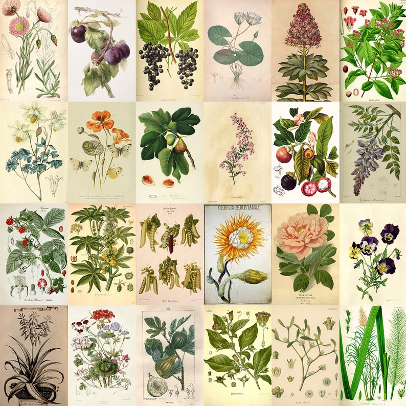 140 PCS Vintage Botanic Wall Collage Kit | Retro Aesthetic Photo ...