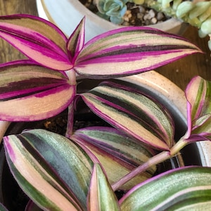 Tradescantia cuttings bundle! Please read description
