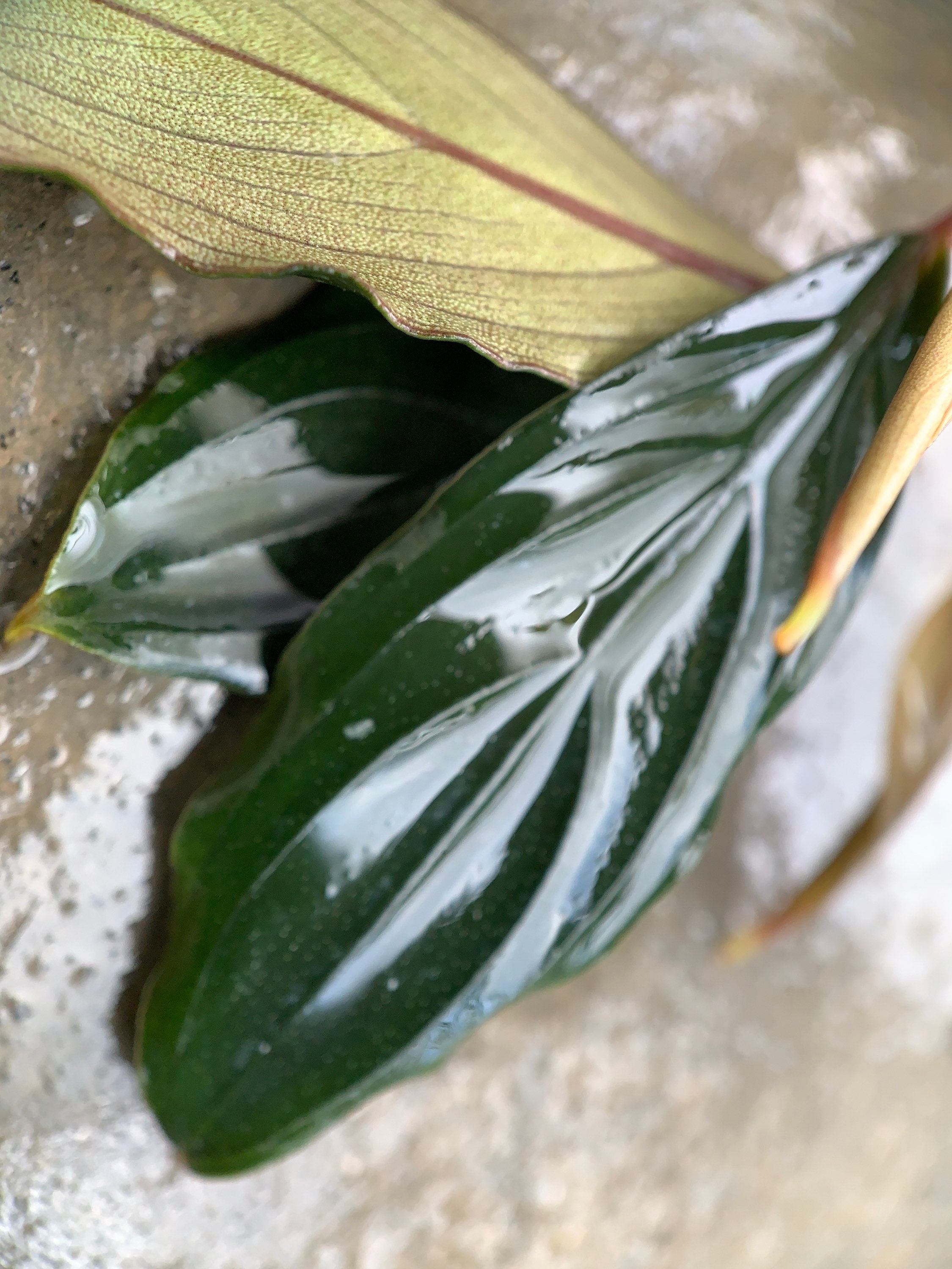 Farmed Bucephalandra Pygmaea Skeleton “dark Skeleton