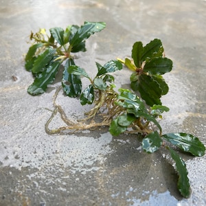 5 Pieces Farmed Bucephalandra Pygmaea “Brownie Brown” Rhizome - Grown Emersed - Terrarium or Planted Aquarium Plant