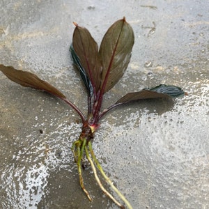 Farmed Bucephalandra Pygmaea Skeleton Dark Skeleton Rhizome Grown Emersed Rare Variety Terrarium or Planted Aquarium Plant image 9