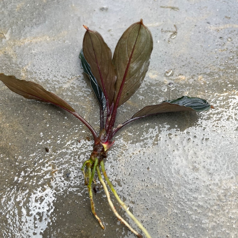 Farmed Bucephalandra Pygmaea Skeleton Dark Skeleton Rhizome Grown Emersed Rare Variety Terrarium or Planted Aquarium Plant image 9