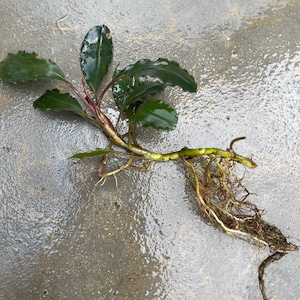 Farmed Bucephalandra Theia Red Rhizome - Grown Emersed - Rare Variety - Terrarium or Planted Aquarium Plant