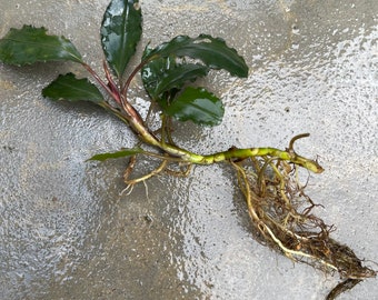 Farmed Bucephalandra Theia Red Rhizome - Grown Emersed - Rare Variety - Terrarium or Planted Aquarium Plant