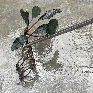 Farmed Bucephalandra Theia Blue Rhizome - Grown Emersed - Rare Variety - Terrarium or Planted Aquarium Plant