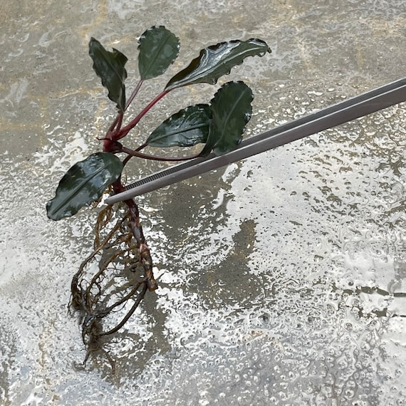 Farmed Bucephalandra Theia Blue Rhizome - Grown Emersed