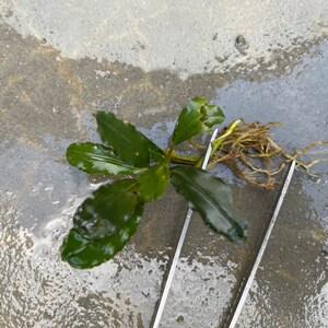 Farmed Bucephalandra Theia Brown Rhizome - Grown Emersed - Rare Variety - Terrarium or Planted Aquarium Plant