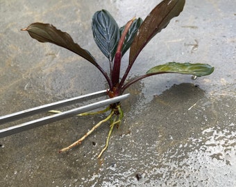 Farmed Bucephalandra Pygmaea Skeleton “Dark Skeleton” Rhizome - Grown Emersed - Rare Variety - Terrarium or Planted Aquarium Plant