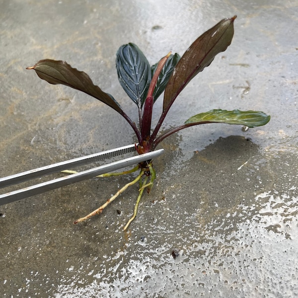 Farmed Bucephalandra Pygmaea Skeleton “Dark Skeleton” Rhizome - Grown Emersed - Rare Variety - Terrarium or Planted Aquarium Plant