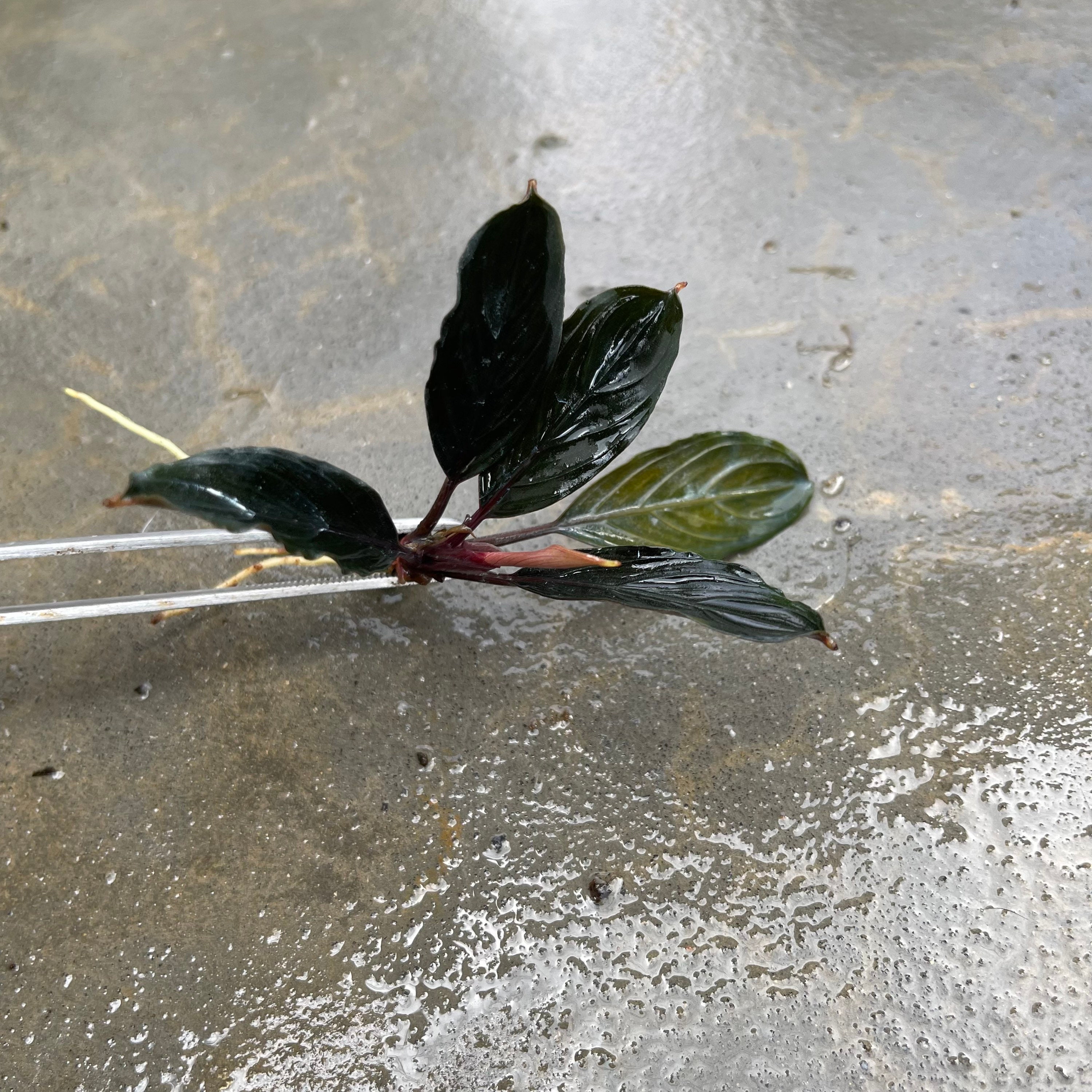 Farmed Bucephalandra Pygmaea Skeleton dark Skeleton Rhizome Grown Emersed  Rare Variety Terrarium or Planted Aquarium Plant - Etsy