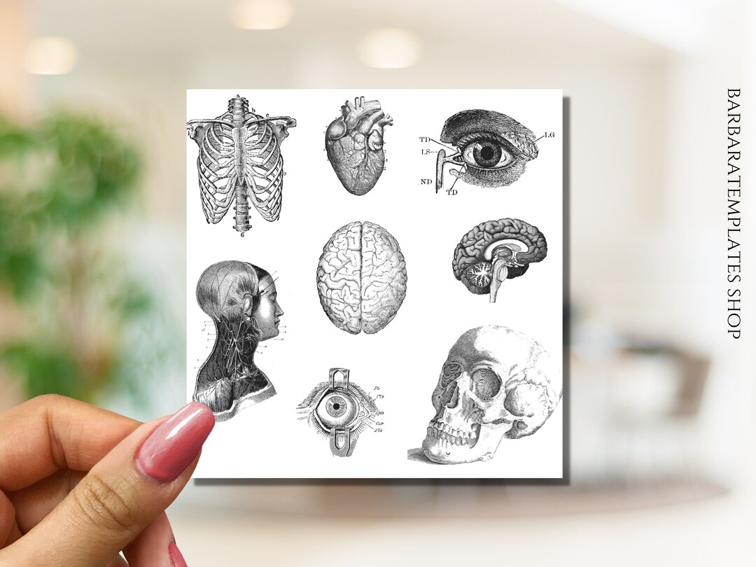 Human Anatomy Stickers, Goth Sticker Pack, Deco Stickers, Journal ...