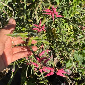 May include: Close-up of a unique plant with bright pink, star-shaped flowers and green, twisting stems. The plant has small, green leaves with a light green border. The image is taken outdoors in natural sunlight.
