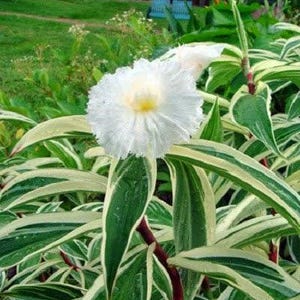 May include: A close-up of a white flower with a yellow center, surrounded by green and cream-colored striped leaves. The flower has a fluffy, textured appearance. The plant has a reddish-brown stem. The background is a blurred green landscape.