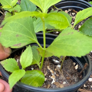 1 or 2 live plants ( in 4&quot; pot)  Chromolaena odorata / Calea Zacatechichi /Dream Herb. Organic grow