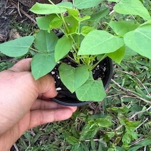 May include: A small potted plant with vibrant green leaves. The plant is held in a black plastic pot, set against a backdrop of green grass and foliage. The leaves are heart-shaped and have a smooth texture.