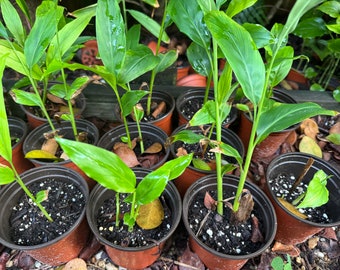 May include: Close-up of several potted ginger plants with green leaves. The plants are growing in brown plastic pots with dark soil.
