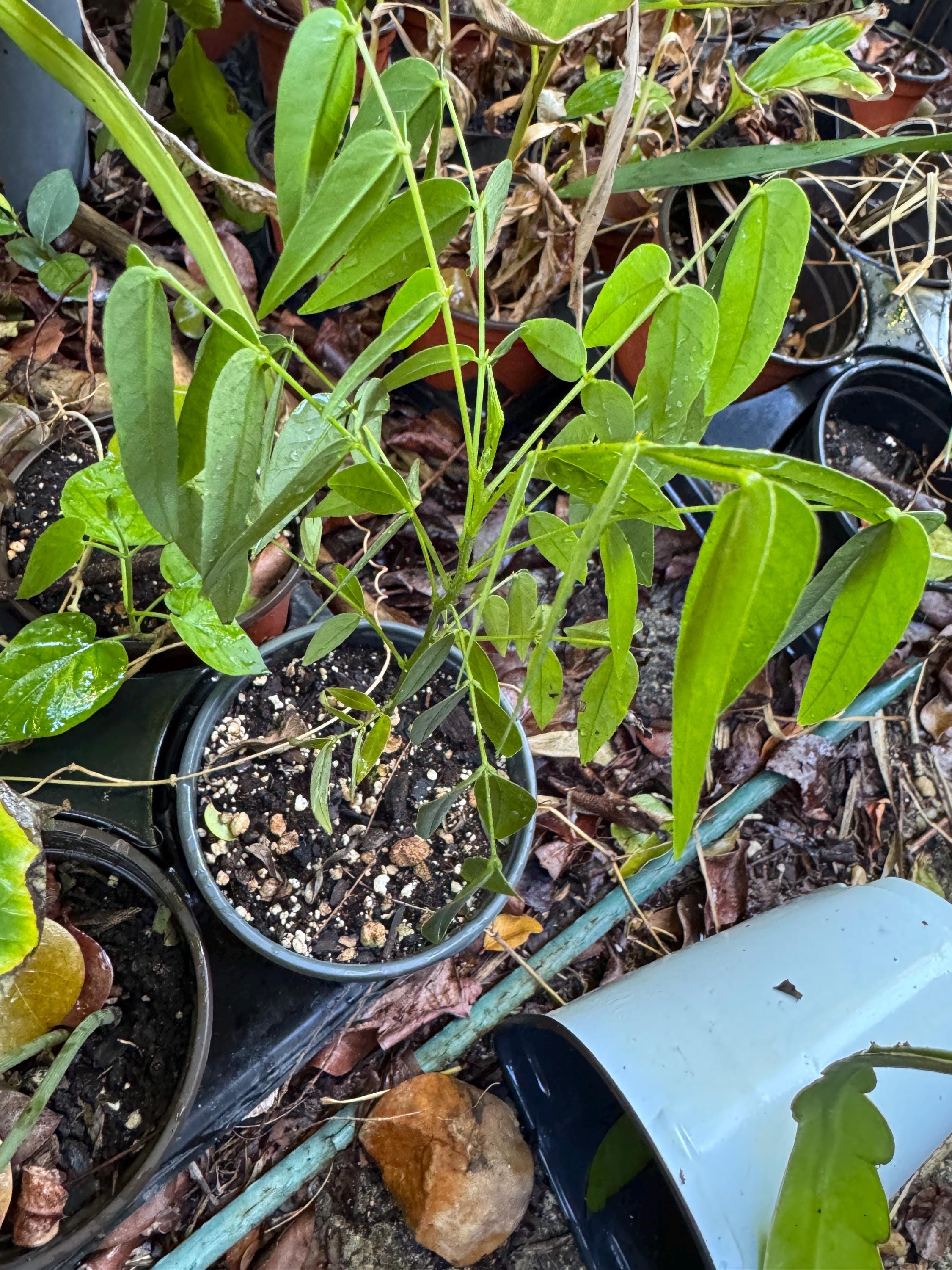  I am Serene Seedling 植物 1 Live Plant in 4
