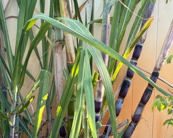 1 (4" Pot) Hawaiian UAHIAPELE Sugar Cane /sugarcane /  Rooted Plants   Chewing / juice Sugarcane Organic grow