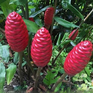 May include: Close-up of red ginger flowers in a garden setting. The flowers are cone-shaped with a textured surface, surrounded by green leaves and stems. The vibrant red color of the flowers contrasts with the green foliage.