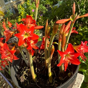 1 Red/ White  Lily / Heirloom Amaryllis large Bulbs) Zone 3-11 / live with roots Organic grow/ ready flower soon