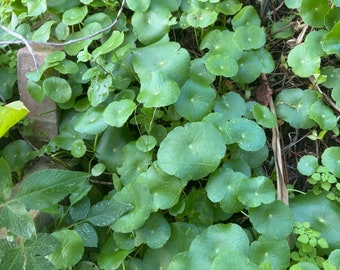 15 vines cutting Hydrocotyle vulgaris, the marsh pennywort, common pennywort, water naval, money plant, lucky plant/ Ground cover