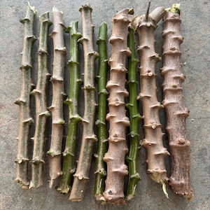 May include: A collection of freshly cut plant stems, varying in color from light brown to vibrant green. The stems are segmented with visible nodes and rough textures, arranged on a neutral gray surface. The image showcases a natural, organic theme.