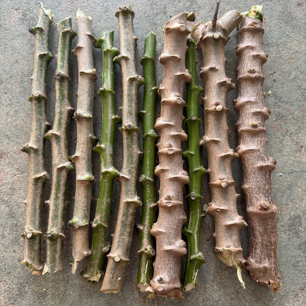 lot 5 or 10  Yuca or cassava  cutting / Cây sắn (cây khoai mỳ) - Organic growth (last 3 lot big - short (6")  cutting  for Veronique)