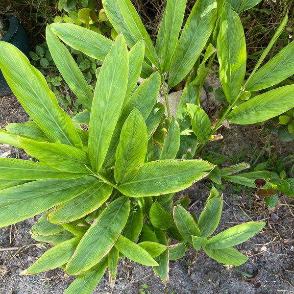 3 Galangal Root Rhizome Alpinia  Galangal plant/ Cây riềng / củ riềng/ Thai Ginger. Organic grow