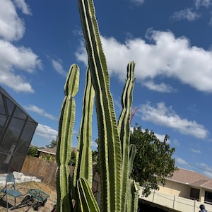 May include: Tall, green cactus plants with vertical, ribbed stems. The cacti are set against a bright blue sky with fluffy white clouds. The image is taken outdoors in a sunny environment.
