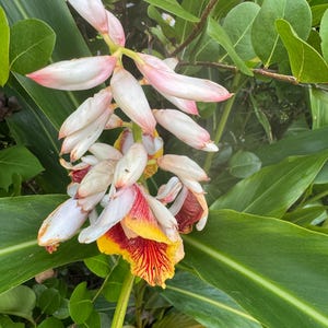May include: Close-up of a tropical flower with white and pink petals, and a yellow and red center. The flower is surrounded by green leaves. The flower's stem is a light green color.