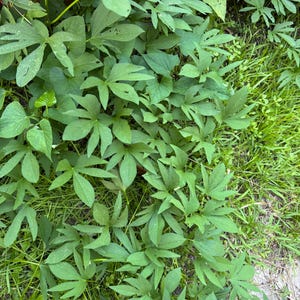 May include: Overhead shot of lush green foliage with various leaf shapes. Some leaves have a star-like appearance, while others are heart-shaped. The leaves are a vibrant green color, with some showing signs of wear. The ground is covered with grass and dirt.