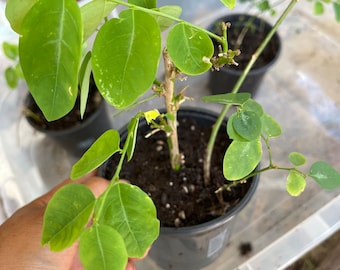 1 or 2 live plant in an 4" pot  Katuk  Asparagus Sweet Leaf /  Sauropus Androgynus Spinach Rau Bồ Ngót Organic grow
