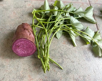 10 Japan cutting Sweet Potato slips / vine -  all purple  Sweet Potatoes vines - Organic grow - FREE SHIPPING