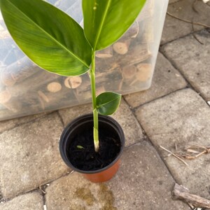 1 live Alpinia galanga Galangal plant/ Cây riềng / củ riềng/ Thai Ginger well roots 6-12" tall.  in 4" pot. Organic grow