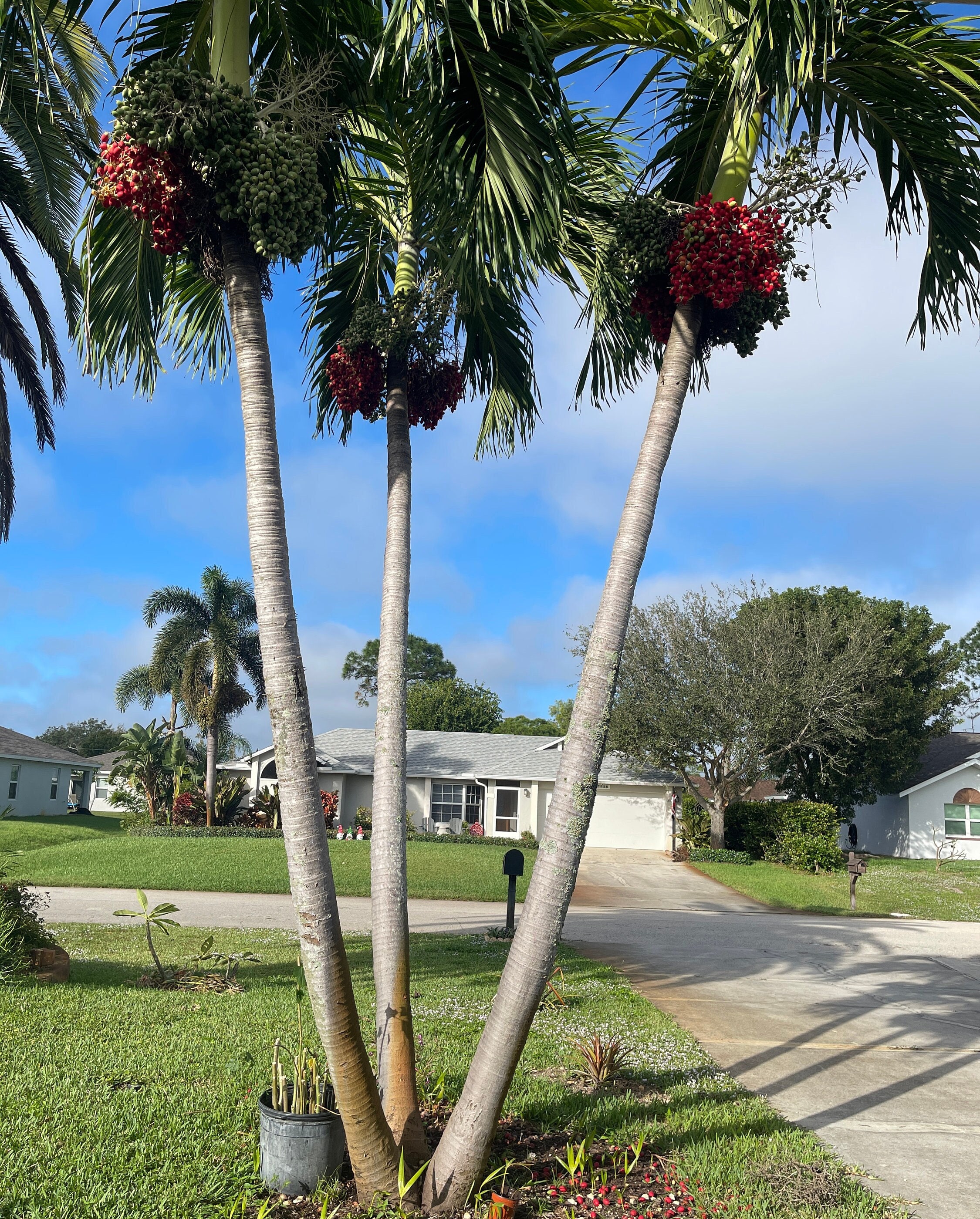 200 Christmas Palm Tree Seeds Etsy