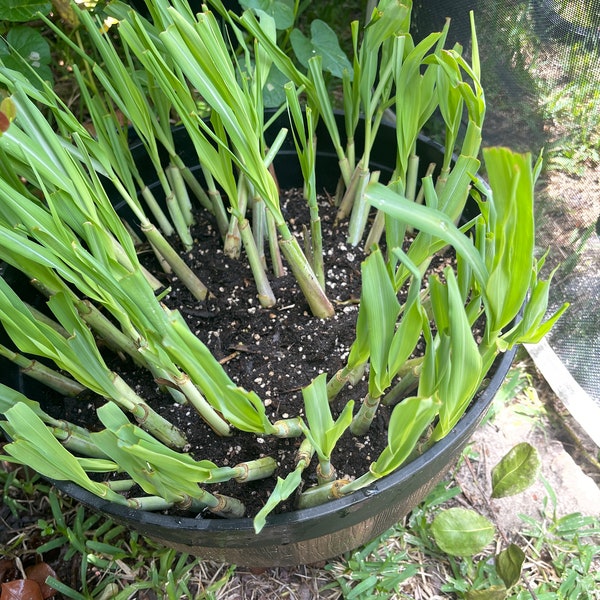 Rooted Lemongrass Stalks, Live Cymbopogon Sereh Plant Herb Lemon Grass, eat and makes a great tea. Organic grow, strong Rooted in soil.
