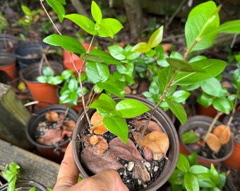 GRUMICHAMA Brazilian Cherry Fruit Tree – Eugenia Braziliensis – Small Starter Plant