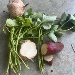 May include: An assortment of fresh produce, including a whole jicama with a brown exterior, a jicama half with white flesh, sweet potatoes with red-purple skin, and green leafy vines. The vegetables are arranged on a gray surface.