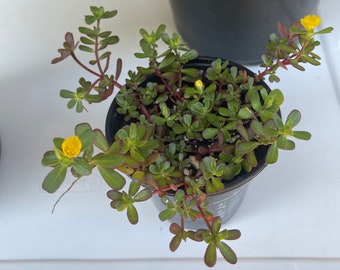 1- 4" pot  Purslane/Portulaca oleracea - Organic grow