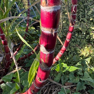 Kava Kava Seeds - Etsy